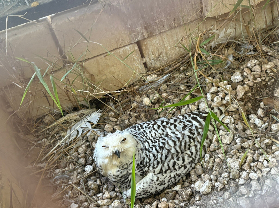 Birdpark Malta-Salina必去景点