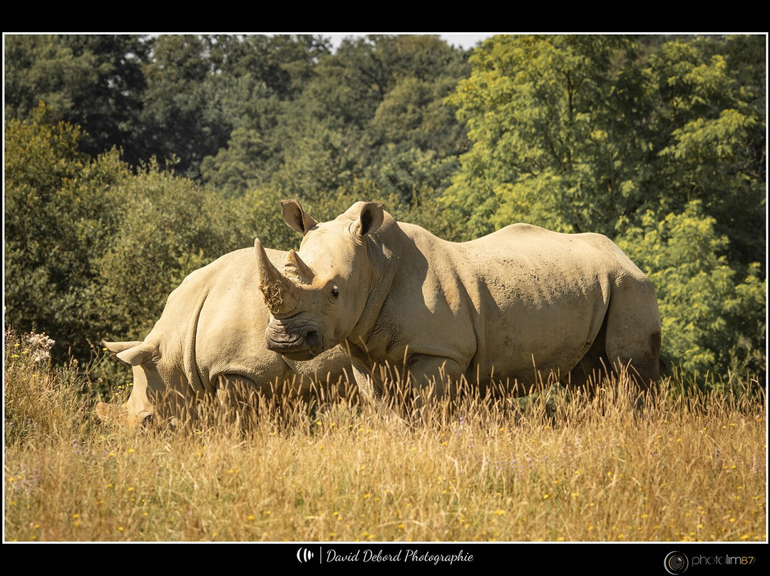 Parc Zoo du Reynou-Le Vigen必去景点