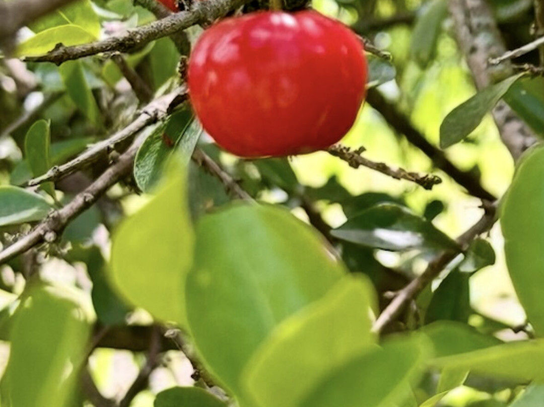 ONO Organic Farms-哈纳必去景点