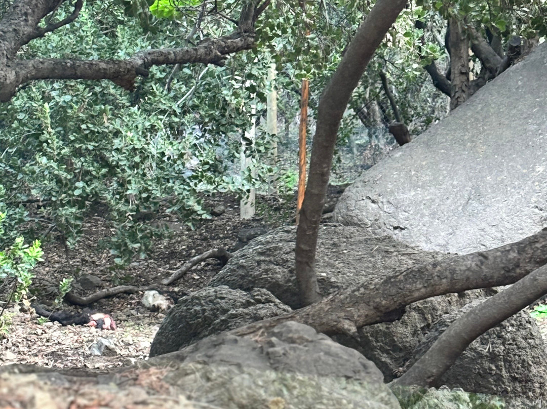 Refugio Animal Cascada-圣若泽迈坡必去景点