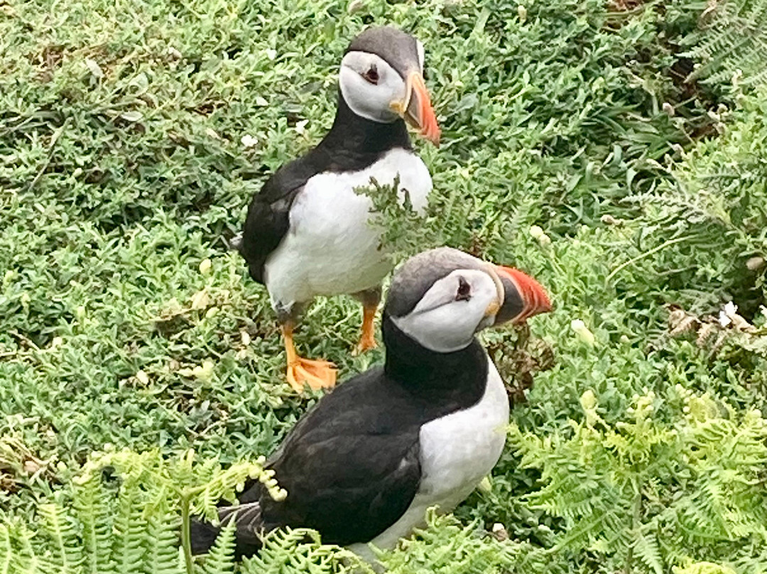 Pembrokeshire Islands Boat Trips-Skomer Island必去景点