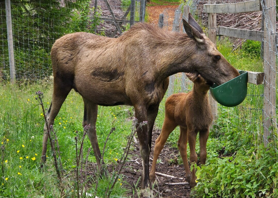 Varmlands Moose Park-Eksharad必去景点