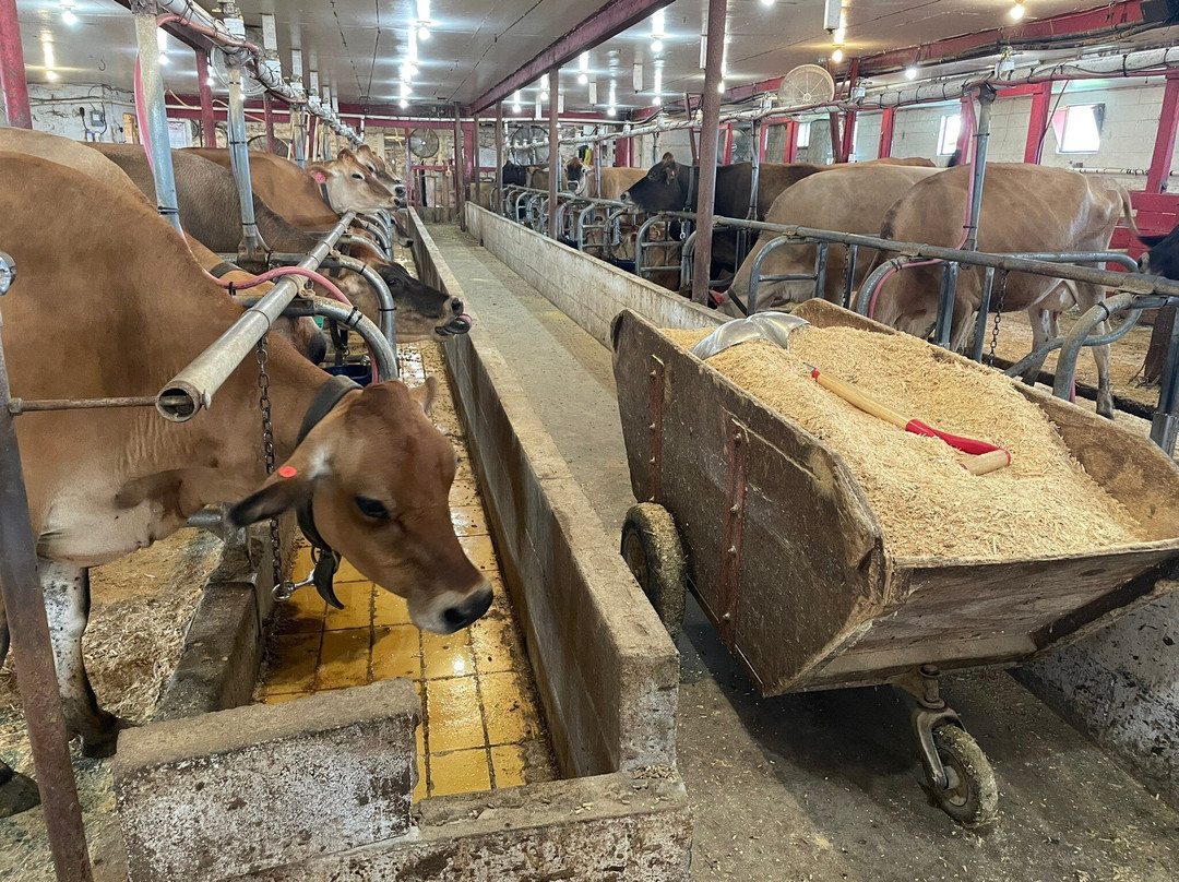 Young's Jersey Dairy Farm-Yellow Springs必去景点