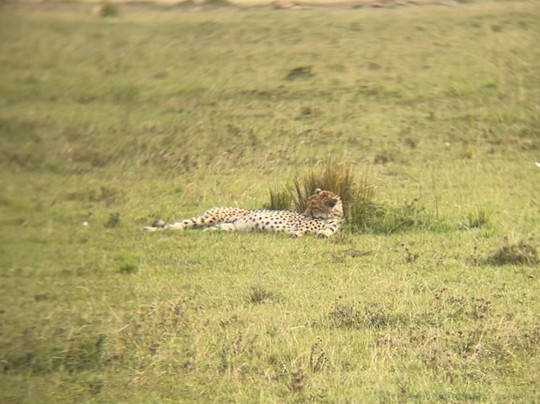 Afrikan Buffalo Wildlife Safaris-马林地必去景点