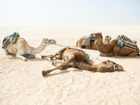 Southwest Morocco Tours