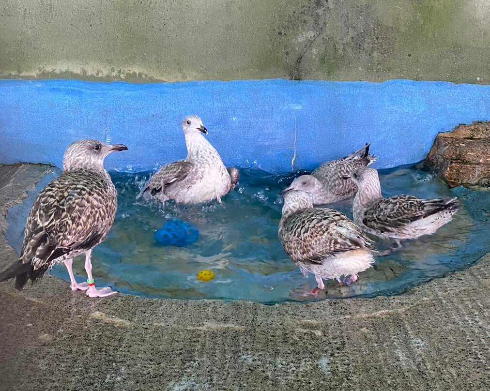 Mousehole Wild Bird Hospital & Sanctuary
