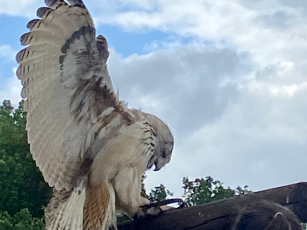 Falconcrest Roofvogelpark-埃因霍温必去景点