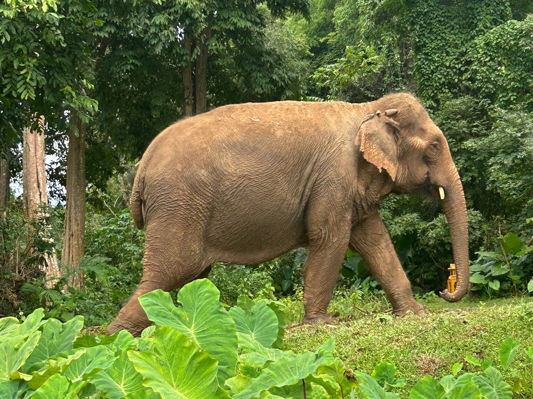 Care for Elephants-清迈必去景点