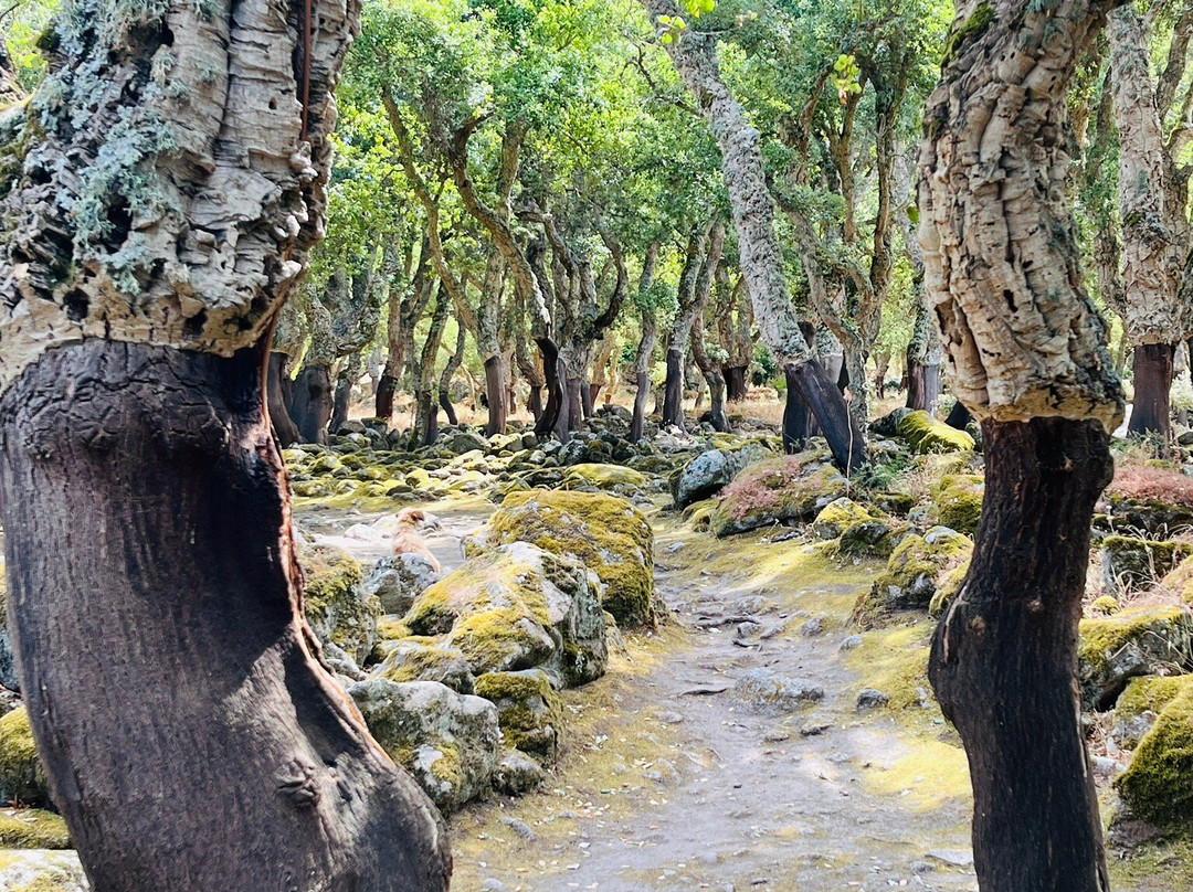 Complesso Nuragico Romanzesu-Bitti必去景点