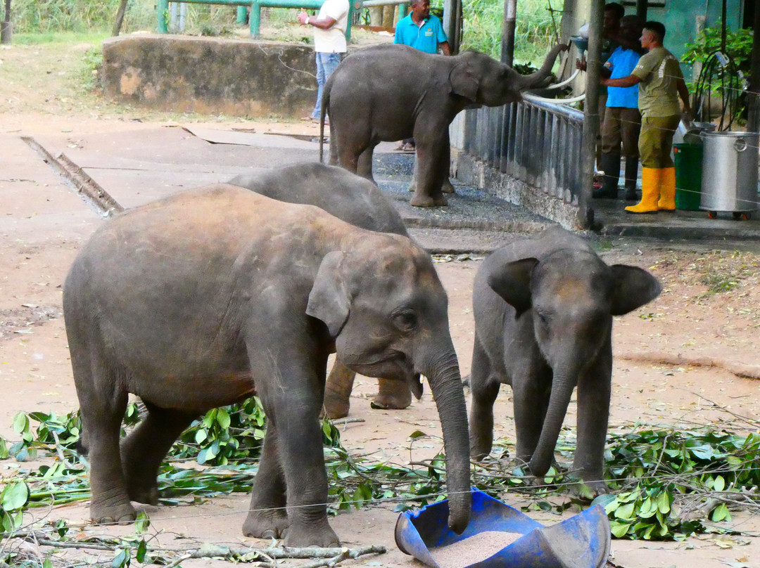 Udawalawa Elephant Orphanage-乌达瓦拉瓦必去景点