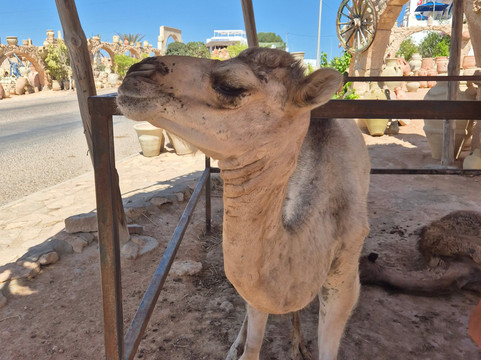Gazou Excursions-杰尔巴岛必去景点
