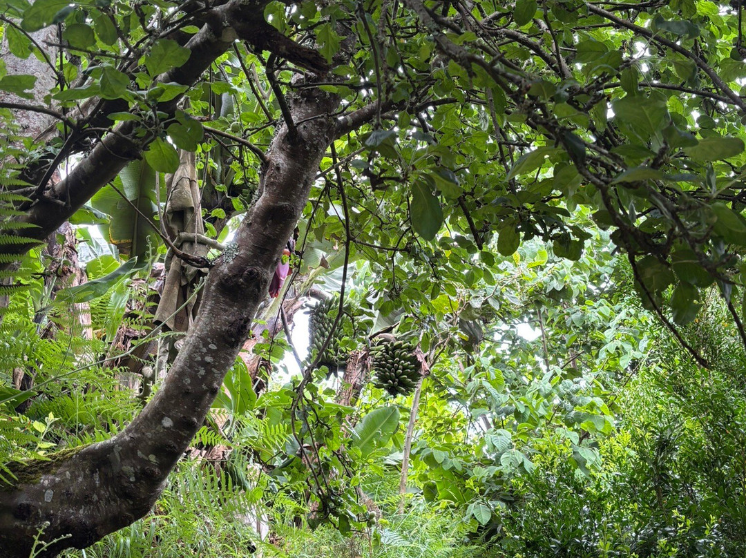 Levada do Castelejo-马希科必去景点