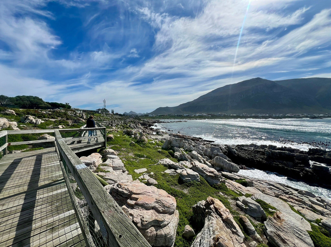 Stony Point Nature Reserve-Betty's Bay必去景点