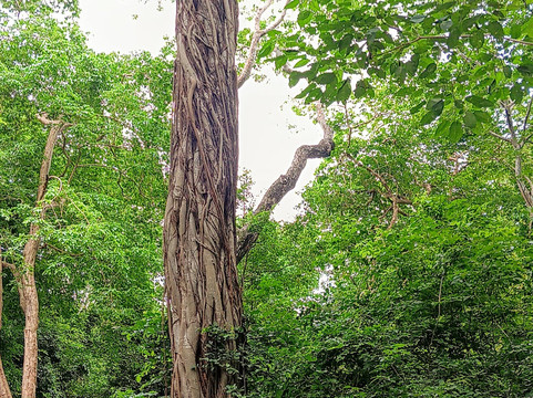 Kizo Safaris-内罗毕必去景点