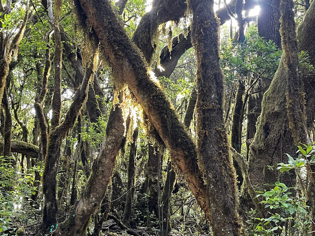 Bosque del Cedro-Hermigua必去景点
