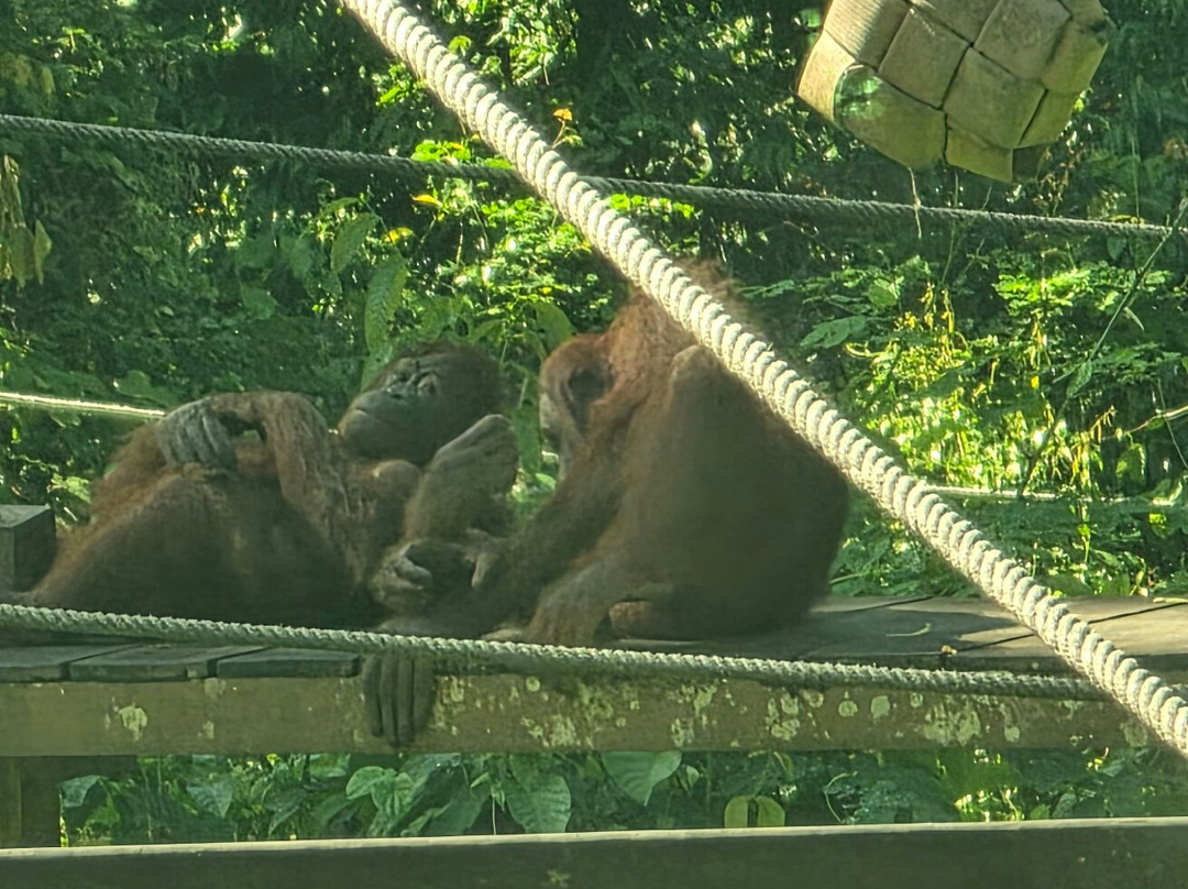 Sepilok Orangutan Rehabilitation Centre