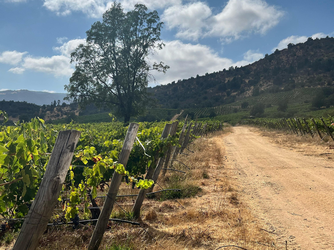 Viña Hacienda Araucano- François Lurton-Lolol必去景点