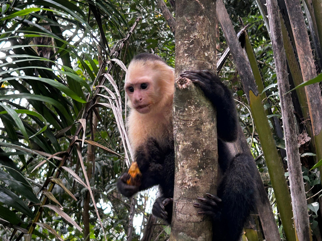 Sol Tropical Day Tours-圣何塞必去景点