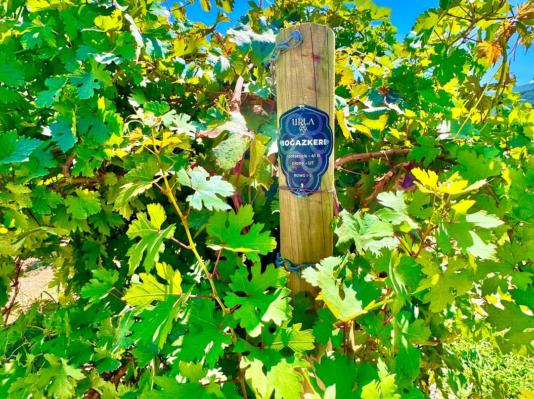 Urla Winery-Urla必去景点