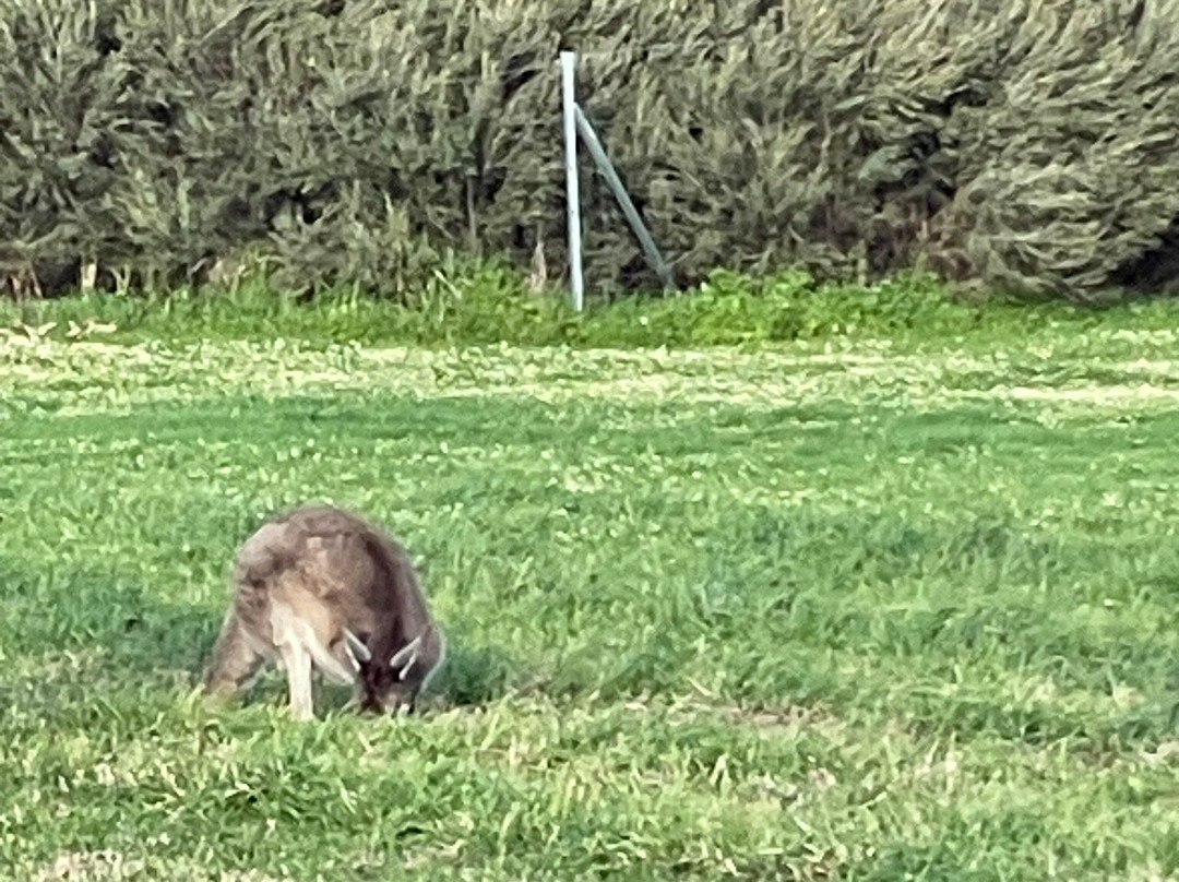 赫瑞森岛-珀斯必去景点
