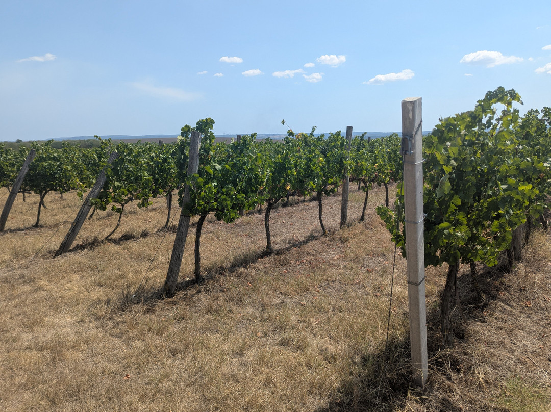 Prisoe Winery-瓦尔纳必去景点