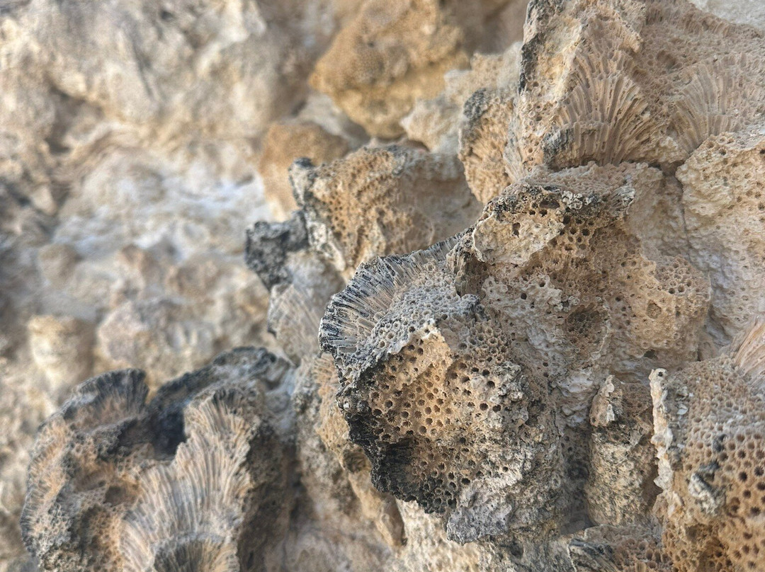 Seru Grandi-Washington-Slagbaai National Park必去景点