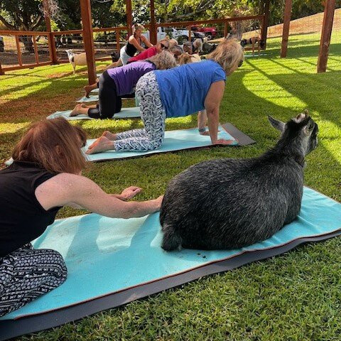 808 Goat Yoga-阿那荷拉必去景点
