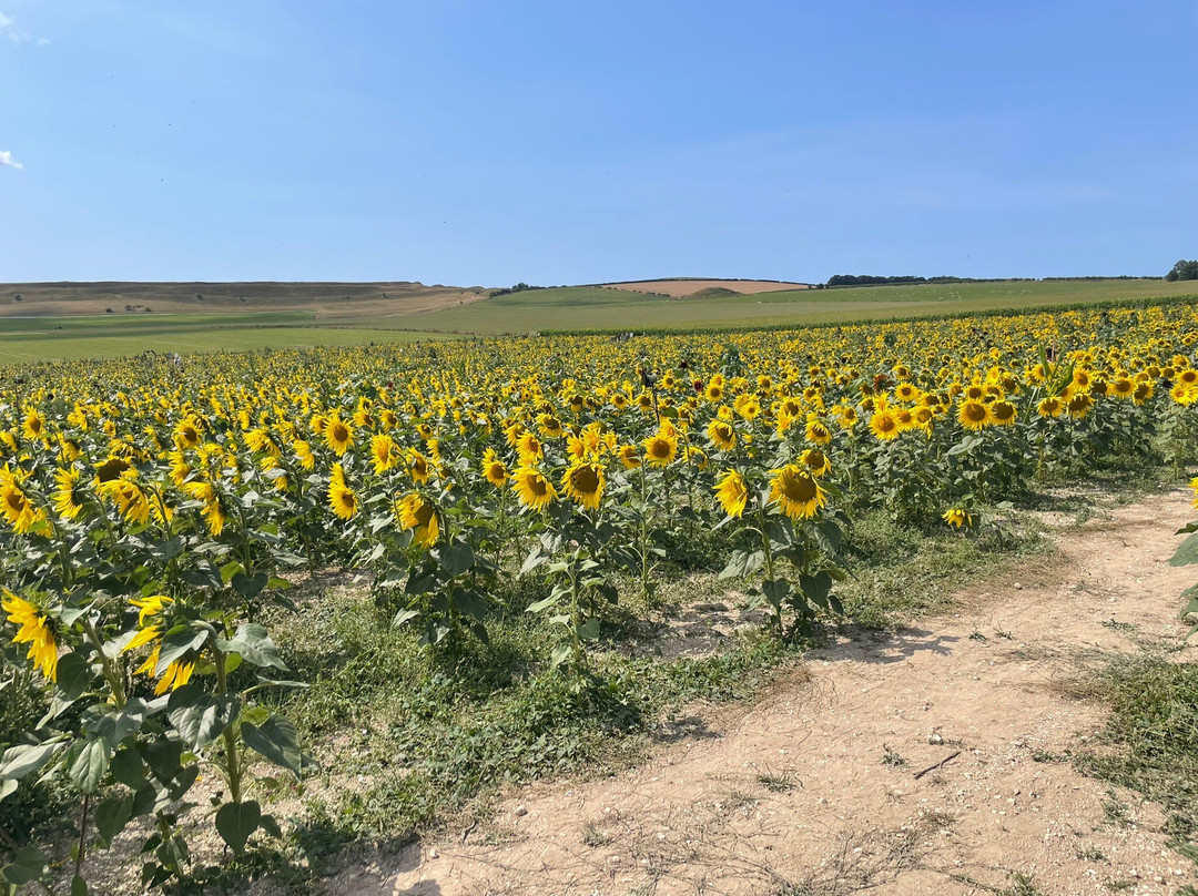 Dorset Sunflower Trail