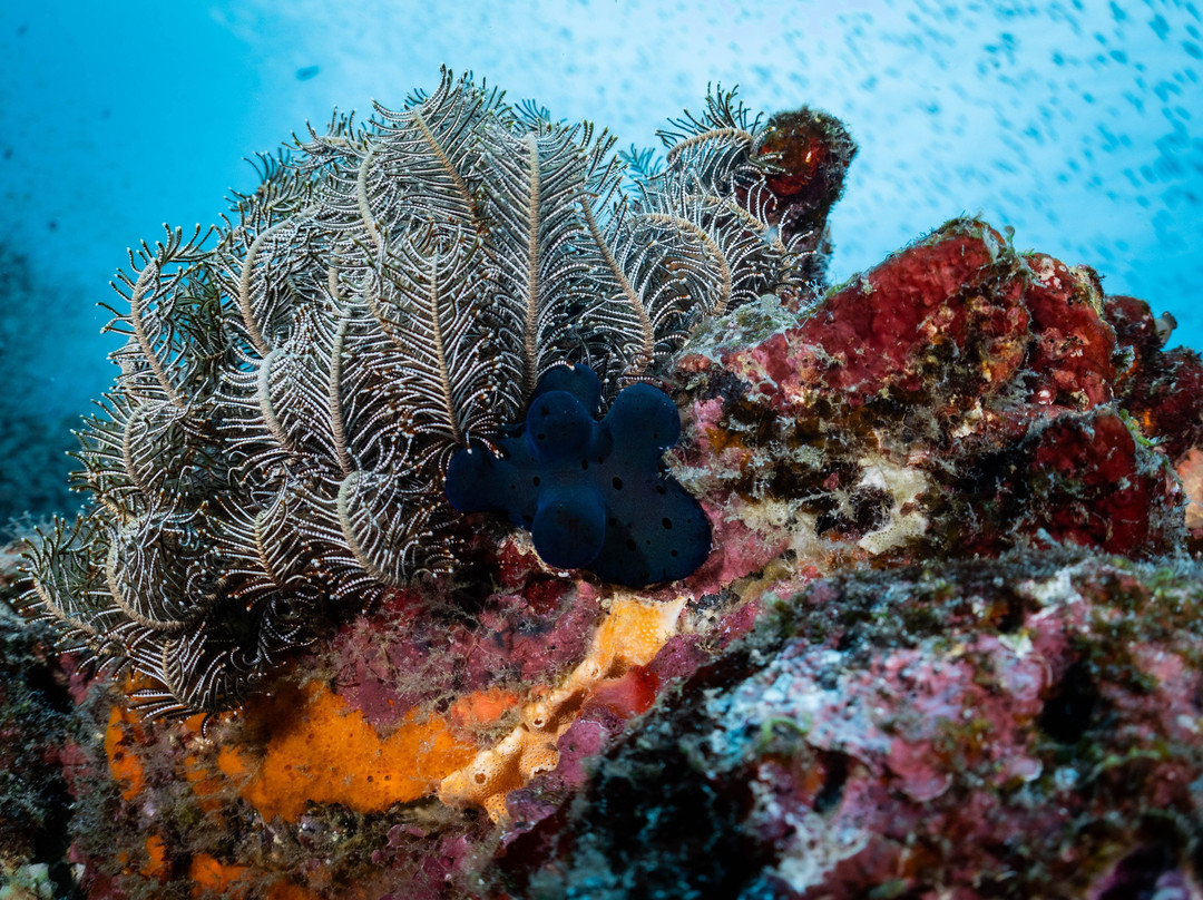 Amity Diving Club-Khuekkhak必去景点