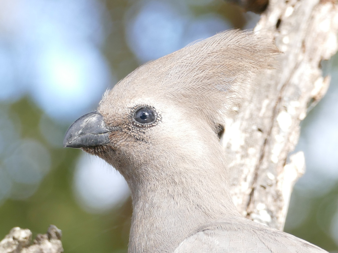 Mkhuze Game Reserve-莫库斯必去景点