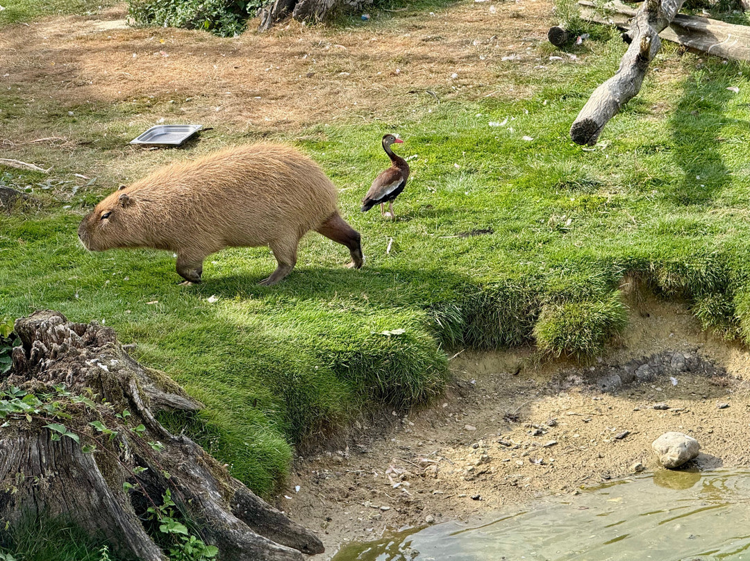 Parrot World-Crecy-la-Chapelle必去景点