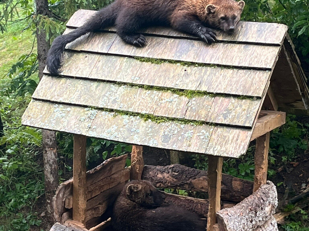 Zoo Sauvage of Saint-Felicien-Saint-Felicien必去景点