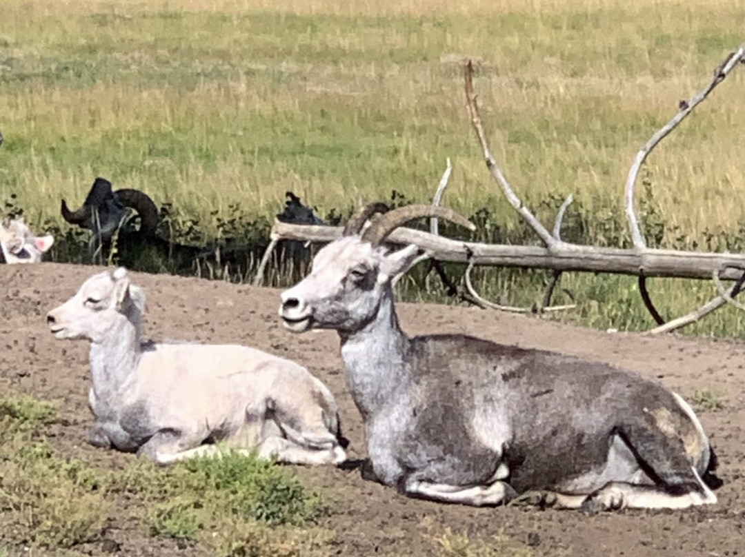 Yukon Wildlife Preserve-白马市必去景点
