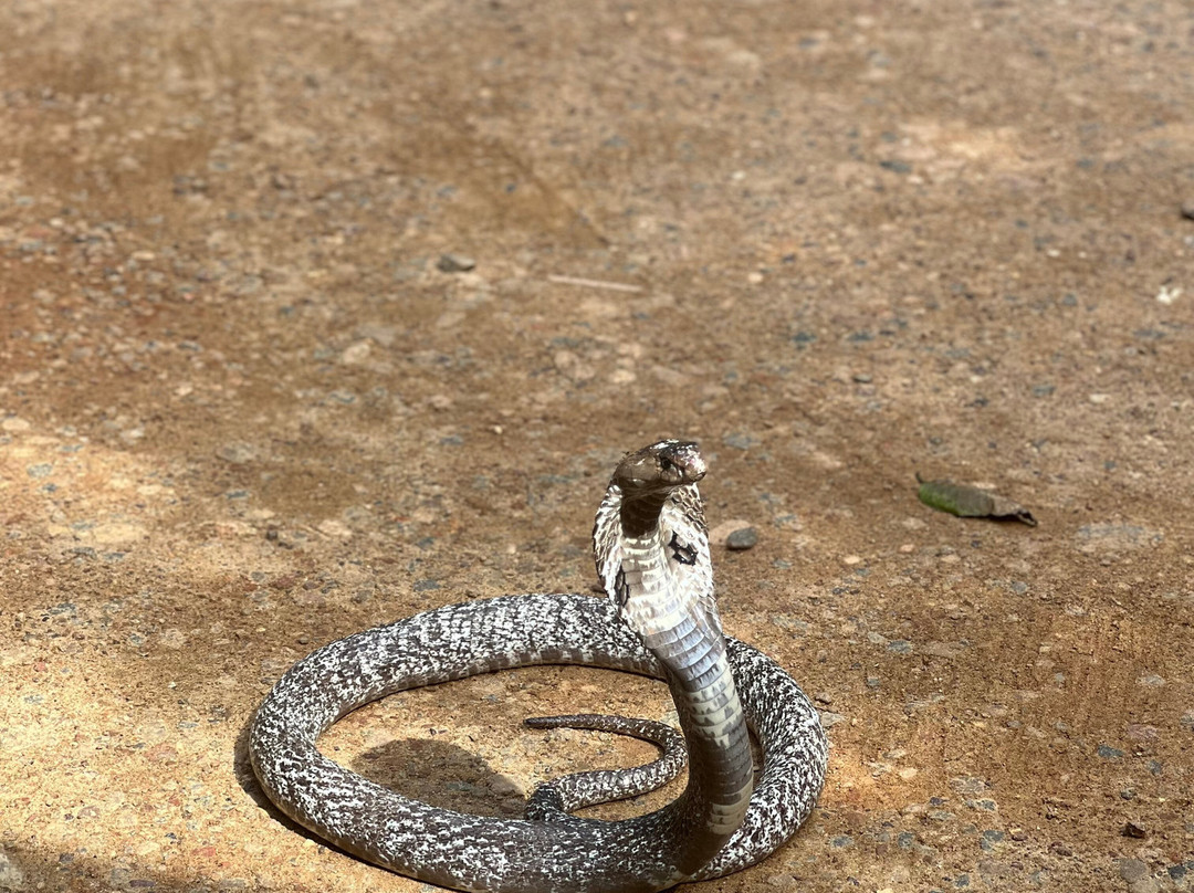 Snake Farm Weligama (Traditional Farm)-瓦勒迦玛必去景点
