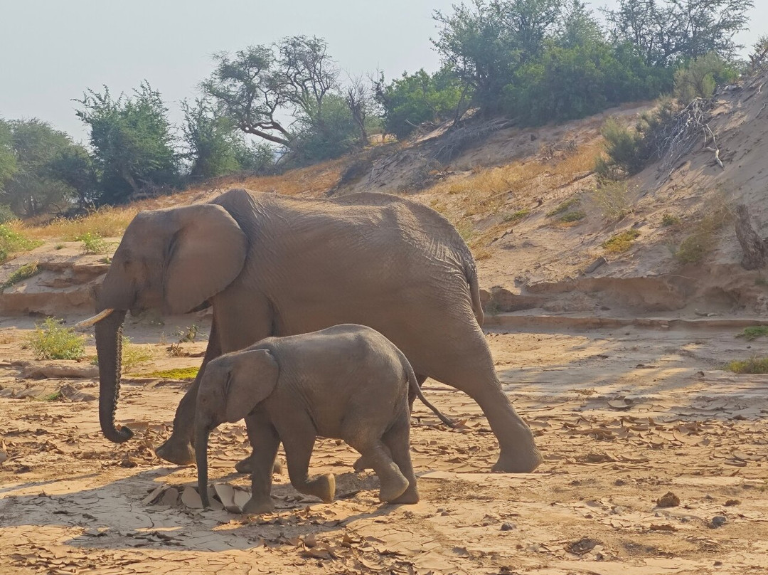 Twyfelfontein Elephant Drives-Palmwag必去景点