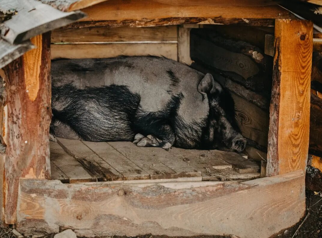 Zverinec, Mini-zoo Lipany-Lipany必去景点
