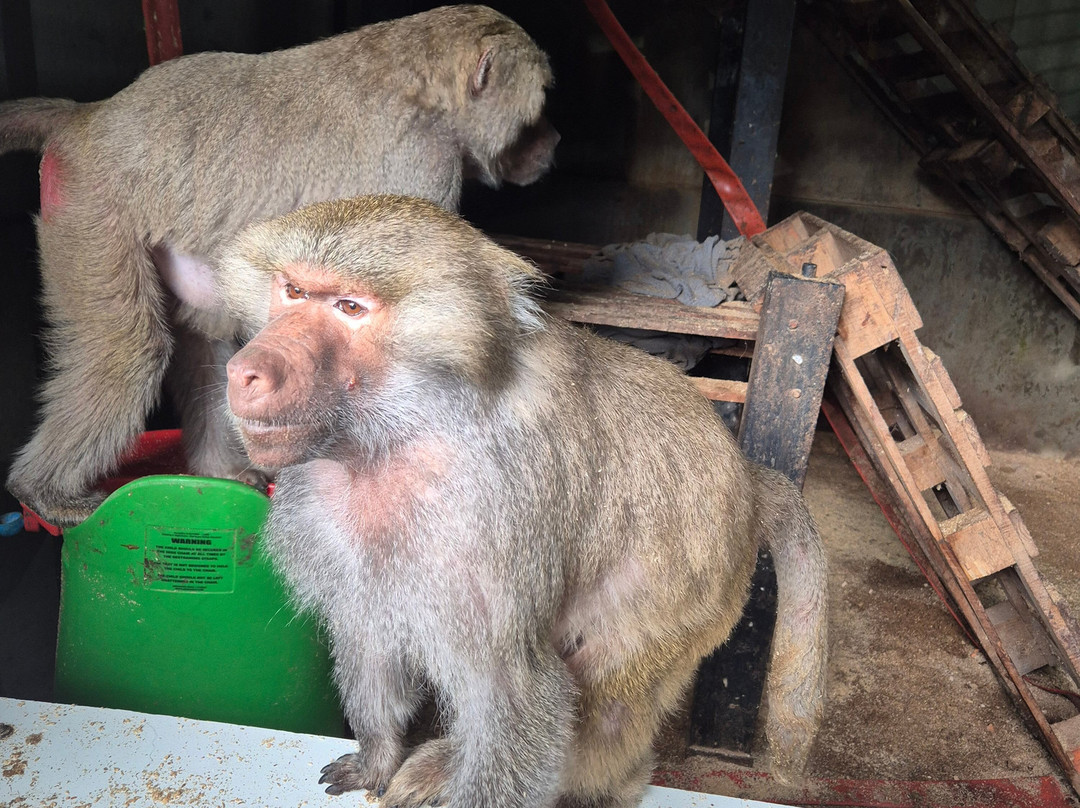 Wales Ape and Monkey Sanctuary-Abercraf必去景点