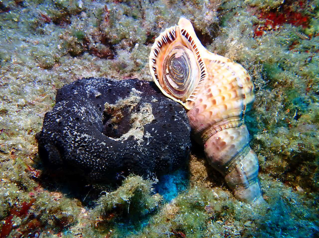 Paxos Oasi Sub-Lakka必去景点