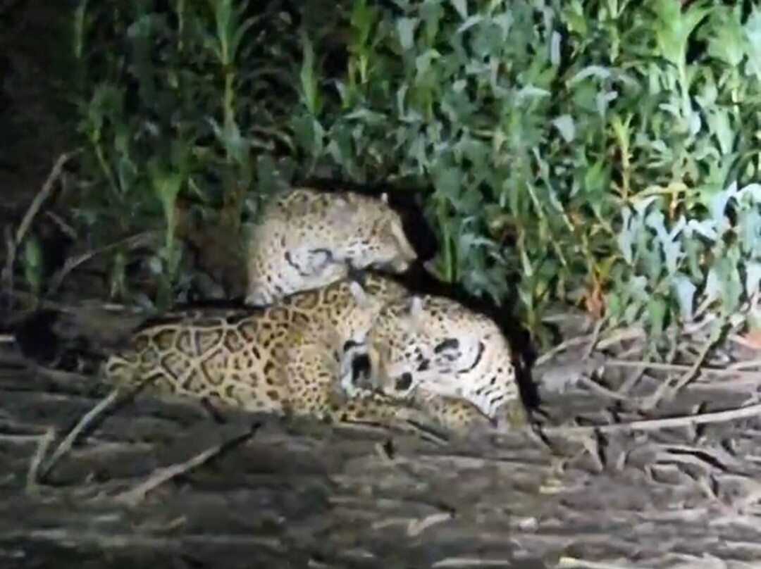 Pantanal Discovery-大坎普市必去景点