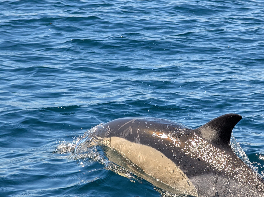 Wildwatch Algarve-费拉古多必去景点