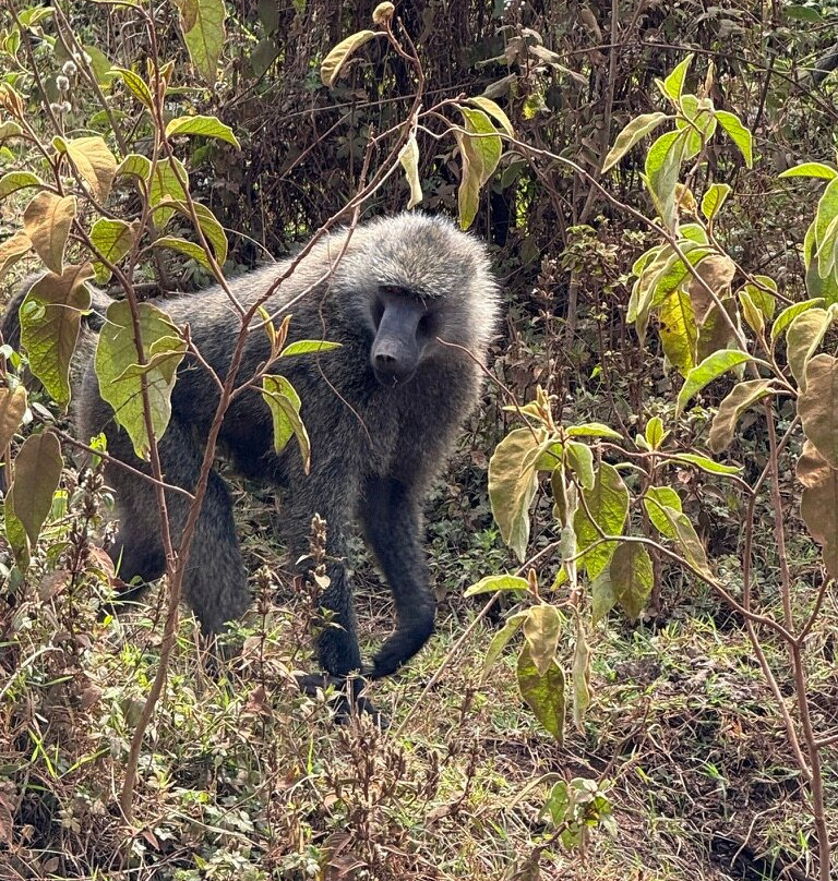 Utopia safaris-阿鲁沙必去景点