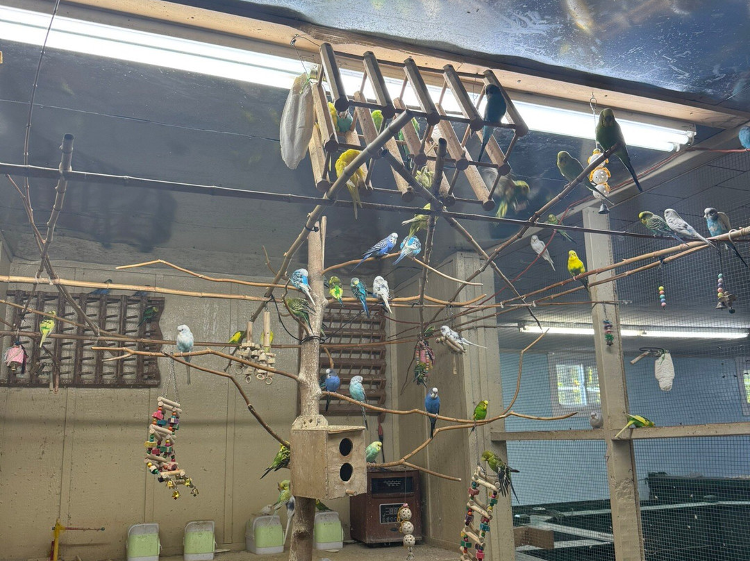 Arkansas Alligator Farm & Petting Zoo-温泉城必去景点