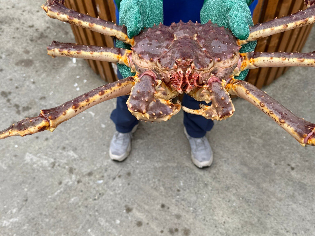 Blue Puffin-霍宁斯沃格必去景点