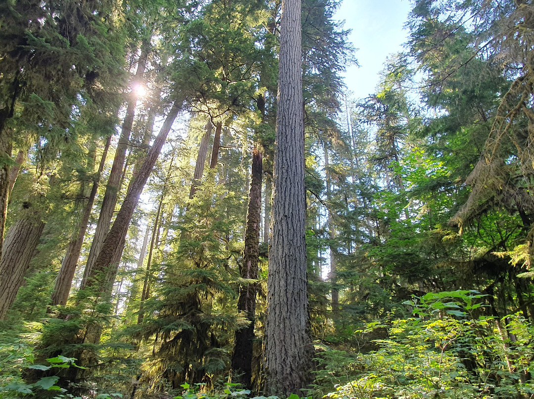 Cathedral Grove-艾伯尼港必去景点