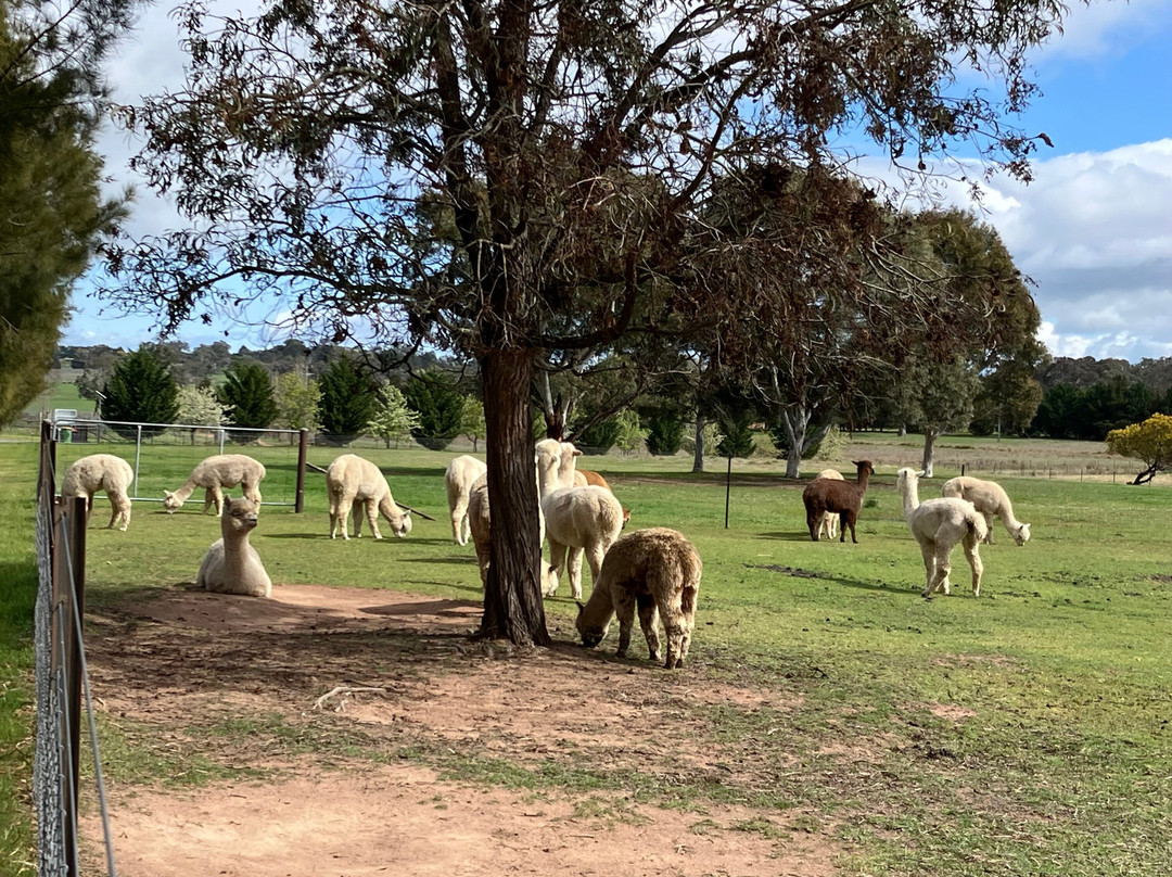 Blackwattle Alpaca Farm-穆任百特曼必去景点