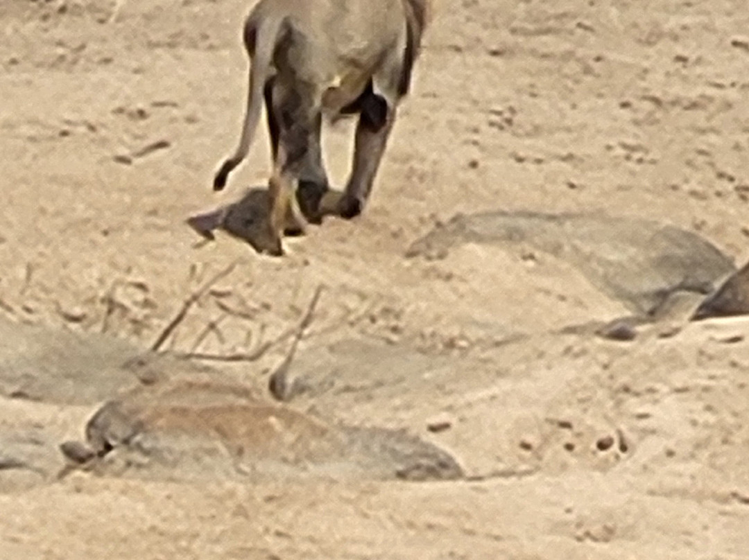 Legend Safaris-克鲁格国家公园必去景点