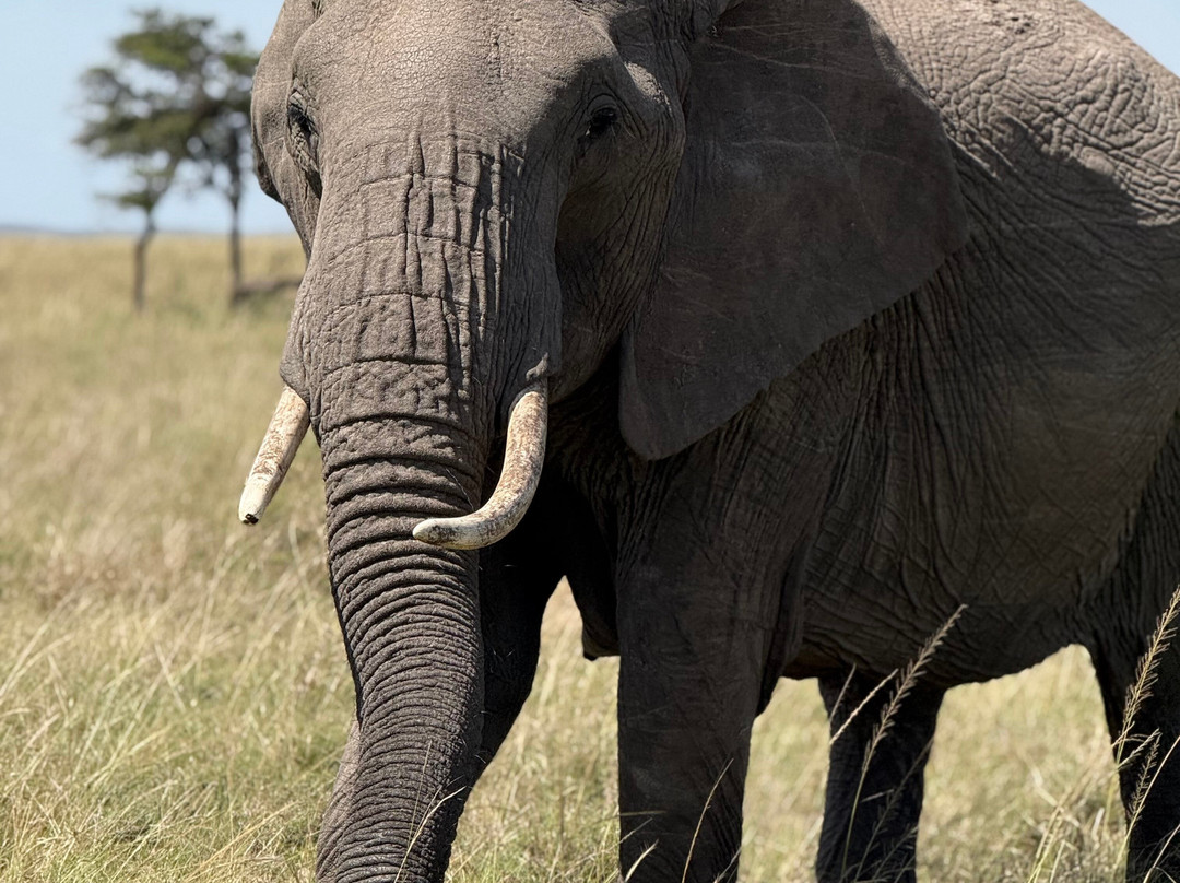 Seremara Safaris-Karen必去景点