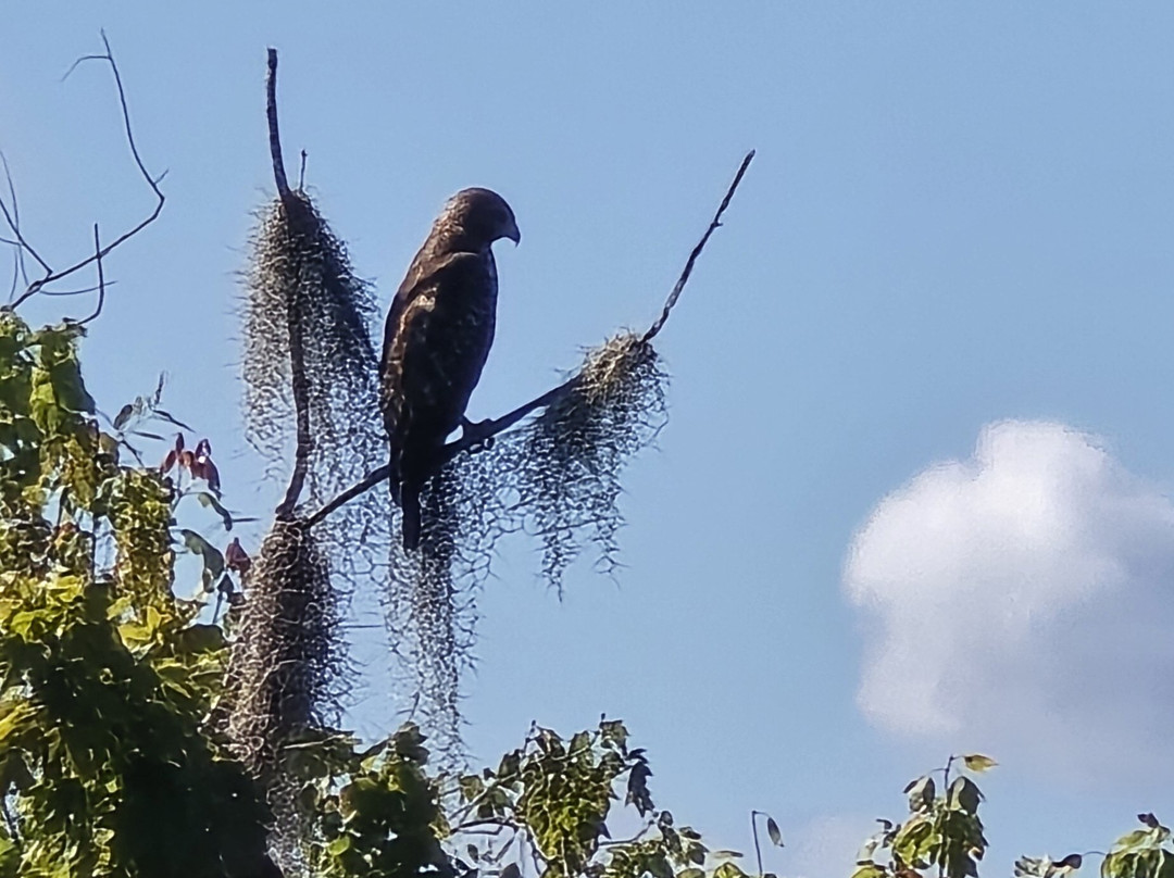 St. John's River Eco Tours, LLC-DeBary必去景点