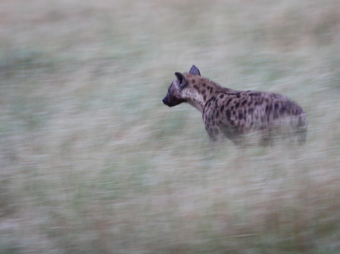 Gorillas and Beyond Safari-恩德培必去景点