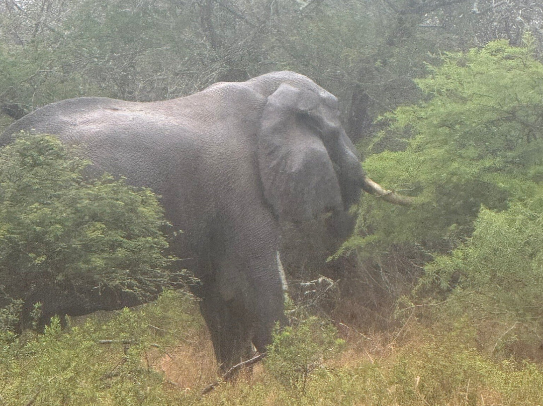 Tembe Elephant Park-Sihangwane必去景点